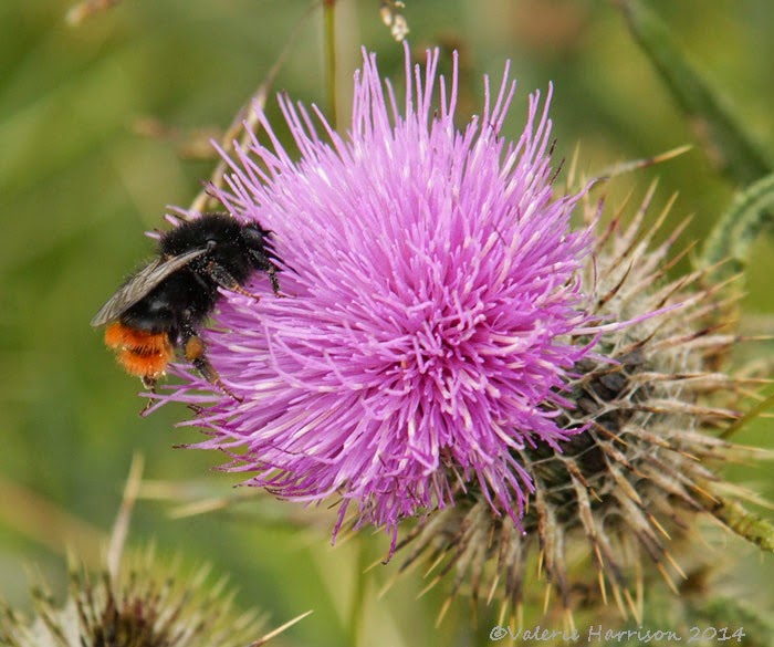 [5-red-tailed-bumblebee%255B2%255D.jpg]
