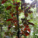 Abundant Plant Life at Waiseli Rainforest Preserve - Savusavu, Fiji