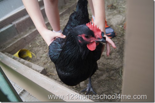 Backyard Chickens: Black austrolorp Backyard Chickens: Black austrolorp