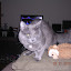 cats_reneseme_2010-02-21.JPG