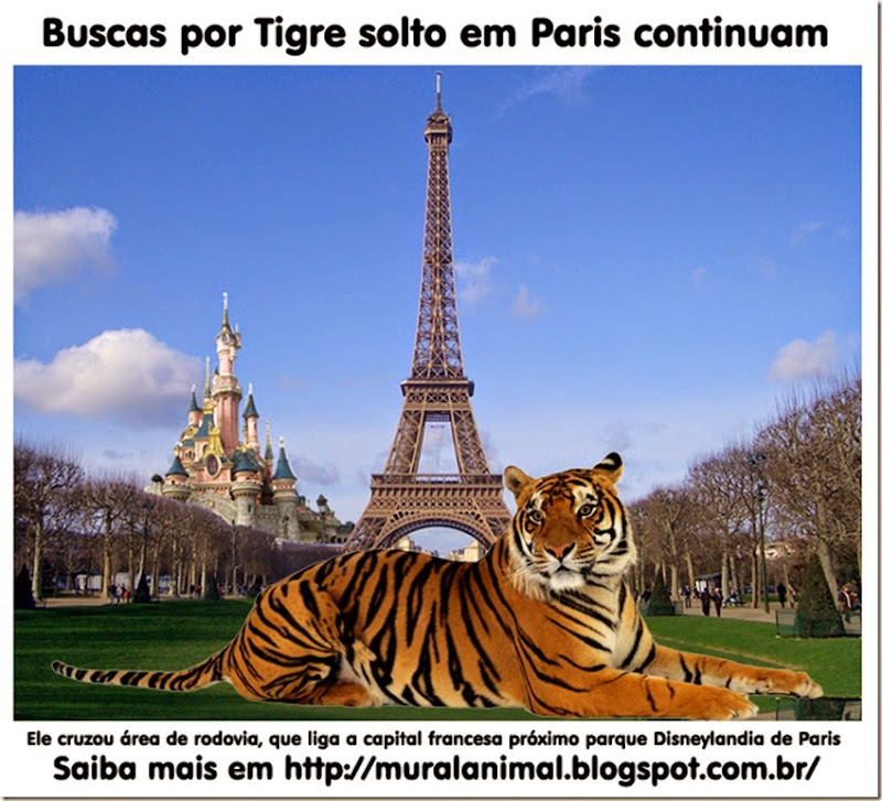tigre-paris