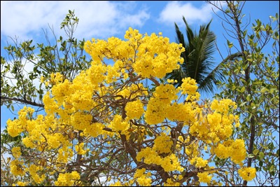 yellow flowering tree