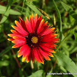 ...Some fun photos taken during Earth Week, 2010, at Hornsby Bend Flowers at Hornsby Bend