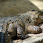 Freshwater Crocodile - Port Douglas, Australia