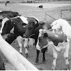 Bovine Bash, approx 1979 (12).jpg