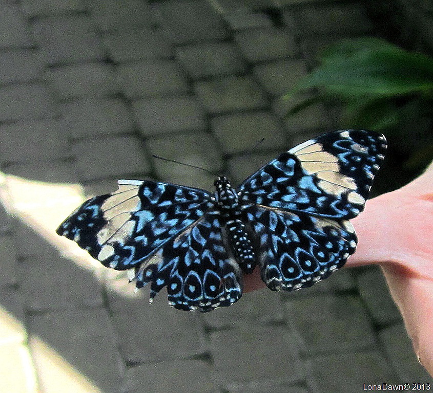 [FPC_Butterfly_Blue9.jpg]