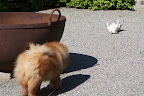 Francesca is right, G.K.  It really is no fun for us when you don't cooperate.