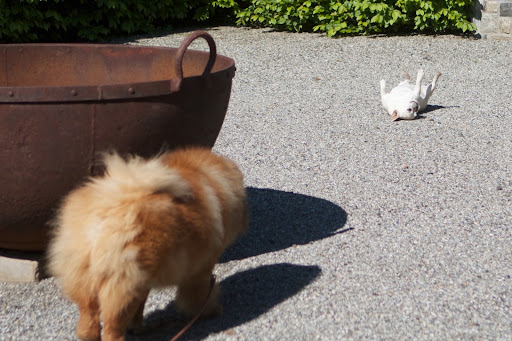 Francesca is right, G.K.  It really is no fun for us when you don't cooperate.