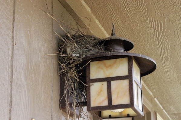 [1-Bird-14.jpg]