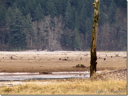 Activity out on the flats