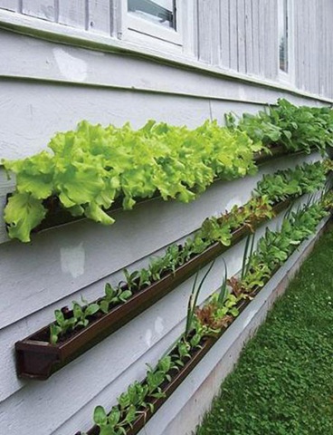 [guttergarden%255B3%255D.jpg]