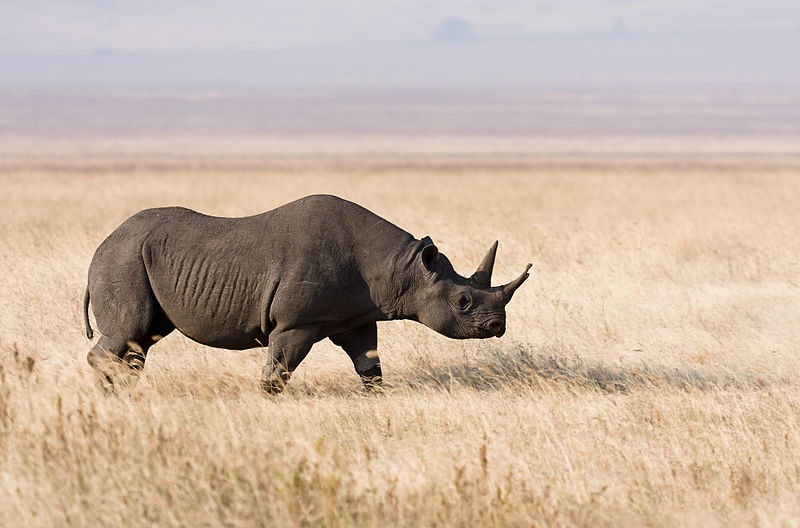 [Rhinoceros%255B2%255D.jpg]