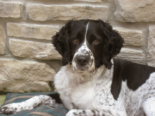 His new relaxing life included a comfortable bed to enjoy the outdoor weather – never far from his new companion, Joyce. His new relaxing life included a comfortable bed to enjoy the outdoor weather – never far from his new companion, Joyce.