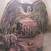 Red Tailed Hawk