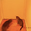 cats_chance_2010-05-22_02.JPG