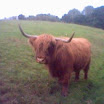 Horny Cow.jpg