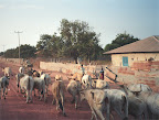 Herd returning back to stable