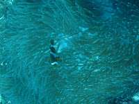 IMG_0950.JPG