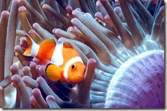 Clownfish.300a