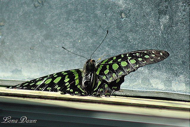 [FPC_Butterfly_Green_Spots%255B10%255D.jpg]