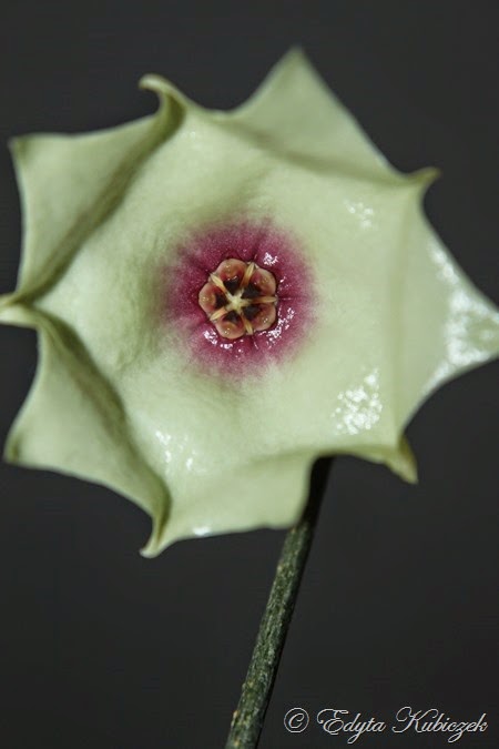 Hoya mappigera