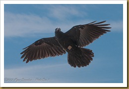  Raven flight June 11, 2010 NIKON D300S