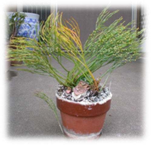 Psilotum nudum Psilotum nudum