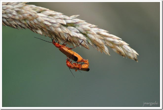 DSC_0539 DSC_0539