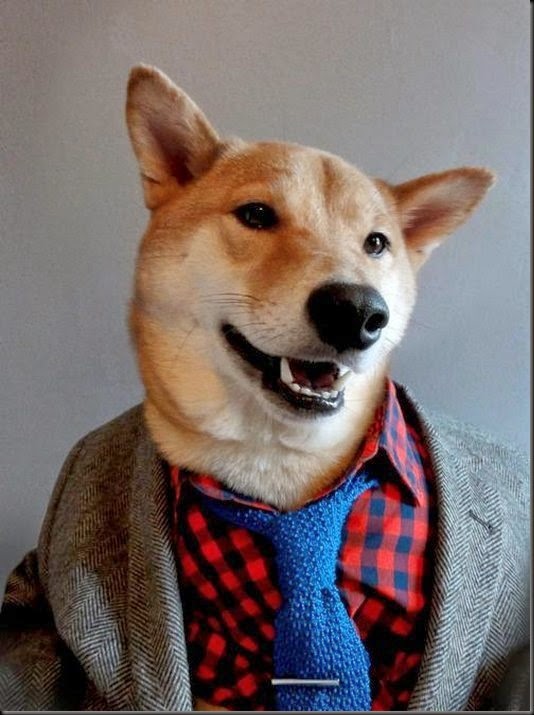 awesome-cute-menswear-dog-blog-funny-dogs4 awesome-cute-menswear-dog-blog-funny-dogs4
