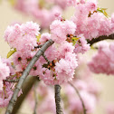 Japanese Cherry