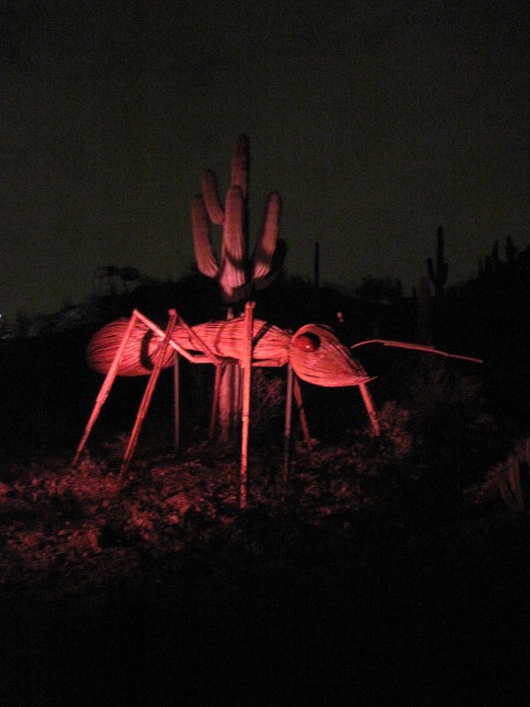 [desert%2520botanical%2520016%255B4%255D.jpg]