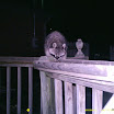 Racoon 031.JPG