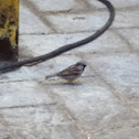 Gorrion comun ,Gorrión de casa , House sparrow
