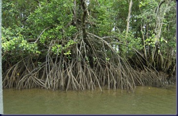 mangroves at low tide