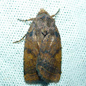 Moth