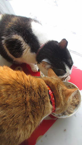 When feeding outdoor cats and colonies, wet food in insulated containers is ideal in winter, but extra dry food (which will not freeze) is also fine.
Photo: Pia Salk When feeding outdoor cats and colonies, wet food in insulated containers is ideal in winter, but extra dry food (which will not freeze) is also fine.
Photo: Pia Salk