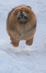 Chow Chows were once revered as the great imperial guard dogs to the grandest emperors of China.  We can be fierce, when needed!