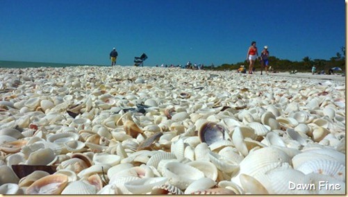 [Sanibel-Shell-and-birds_182_thumb1%255B6%255D.jpg]