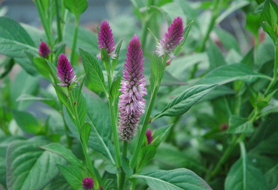 garden 008