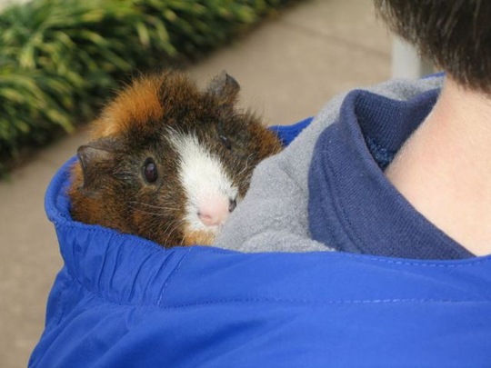 [funny-animals-cute-25%255B2%255D.jpg]