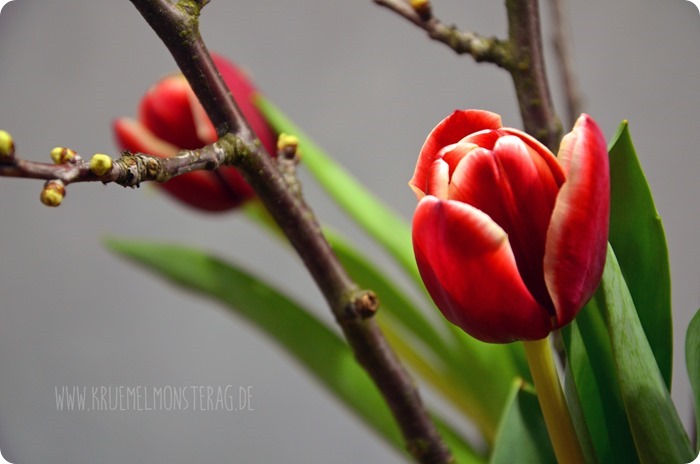 rote Tulpen (04) mit Kirschblütenzweigen am FridayFlowerday