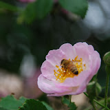 Qingdao - Badaguan - la rose et l'abeille