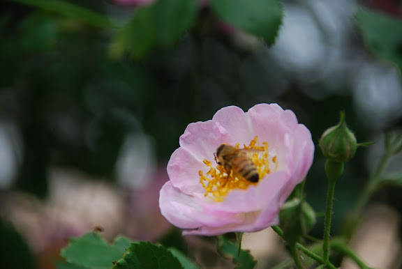 Qingdao - Badaguan - la rose et l'abeille