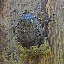 Copper Underwing