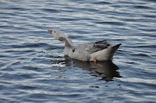 DSC_0154.JPG
