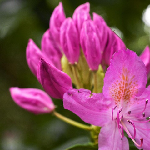 Rhododendron-2