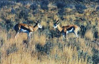 Antelope.
