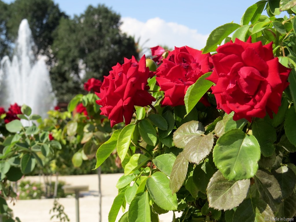 [roses%2520and%2520fountain%255B14%255D.jpg]