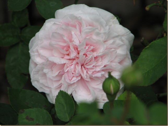 IMG_7647 IMG_7647