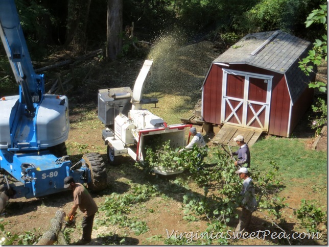 Tree Removal3 Tree Removal3